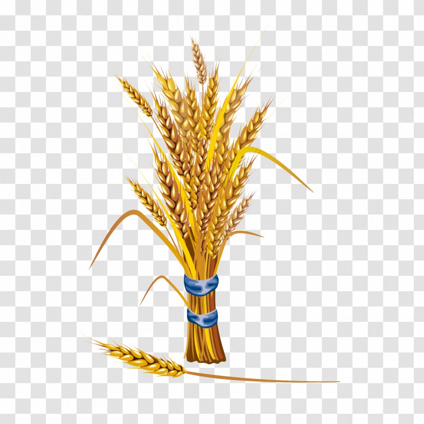 Wheat Stock Illustration Cereal - Grain - Golden Transparent PNG