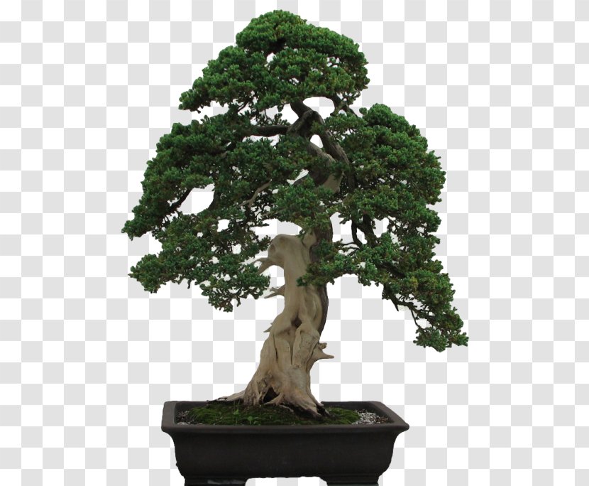 Indoor Bonsai Tree Penjing Styles - Branch Transparent PNG