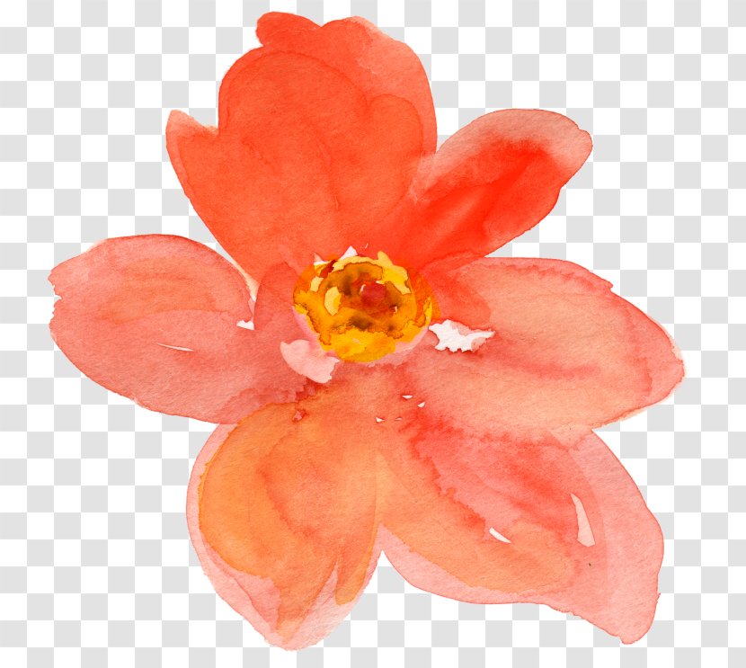 Watercolor Painting Peach Flower Drawing Clip Art - Flowering Plant Transparent PNG