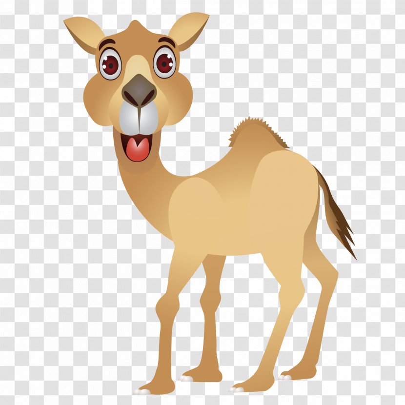 Camel Face Vector Graphics Clip Art Illustration - Fauna Transparent PNG