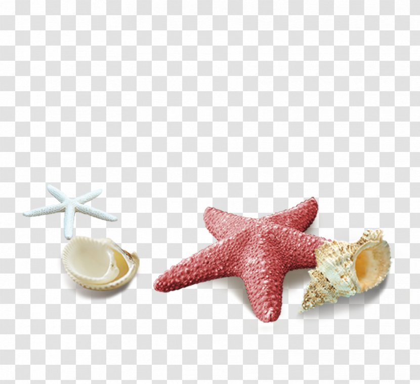 Seashell Download Computer File - Sand - Red Simple Starfish Shell Decoration Pattern Transparent PNG