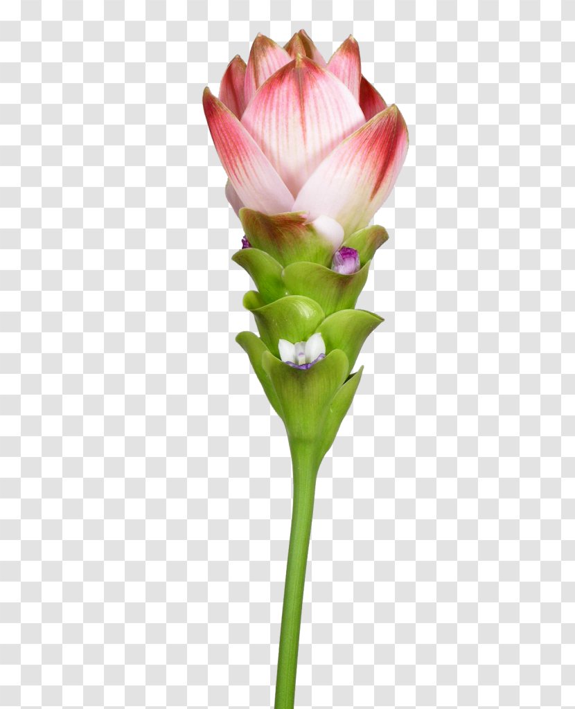 Siam Tulip Petal Turmeric Northern Thailand Transparent PNG