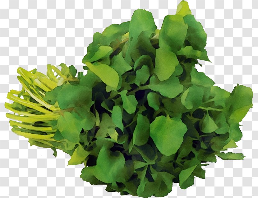 Green Leaf Flower Plant Grass - Herb - Vegetable Transparent PNG