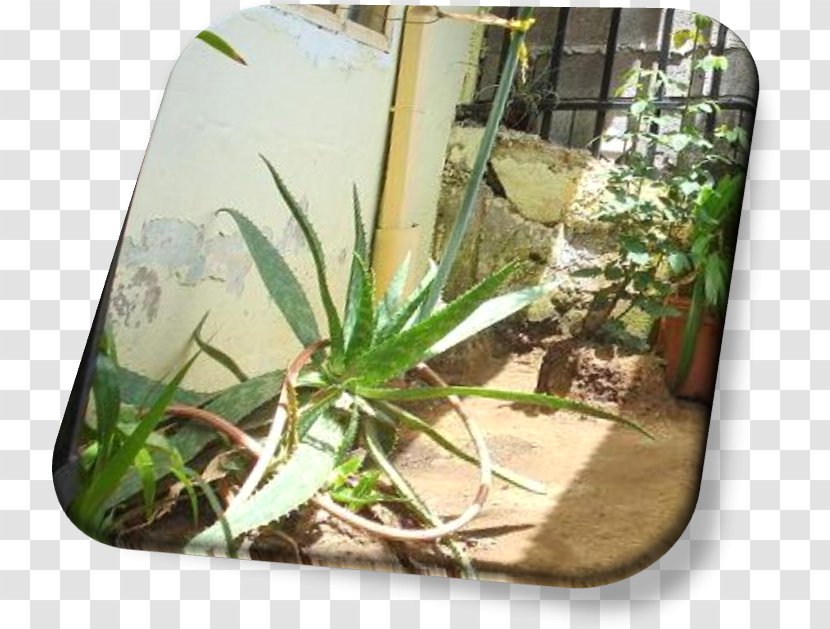 Aloe Vera Plant Flora Tree Flowerpot - House - Planta Transparent PNG