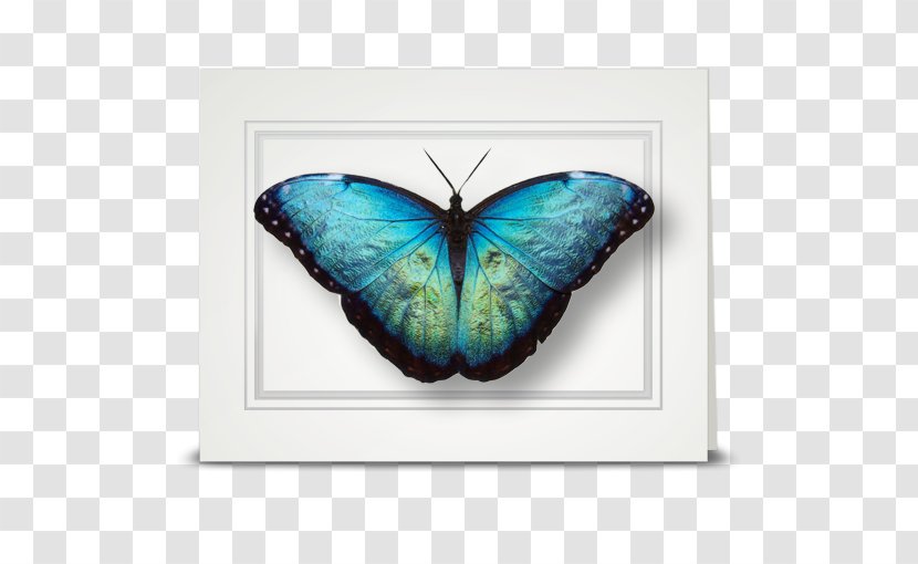 Butterfly Insect Morpho Peleides Menelaus Polyphemus - Monarch - Blue Transparent PNG