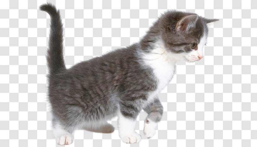 Cat Pet Sitting Dog Kitten - Training Transparent PNG