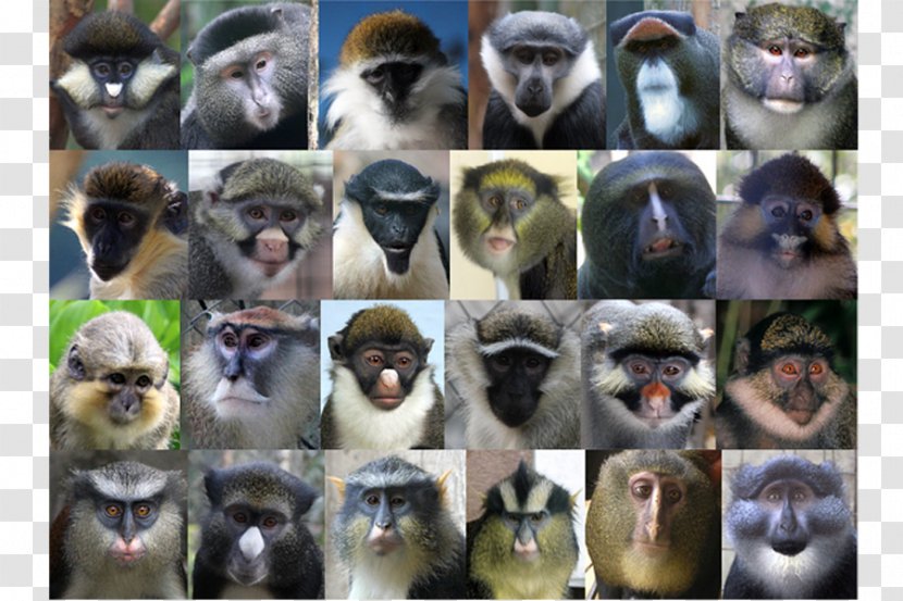 On The Origin Of Species Cercopithecidae Guenon Monkey Primate - Apes And Monkeys Transparent PNG