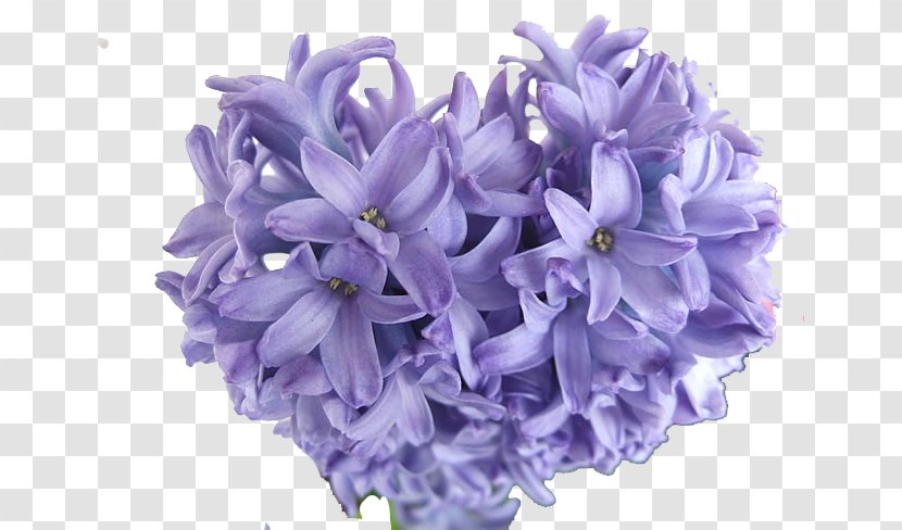 Hyacinthus Orientalis Purple Bulb Perennial Plant Blue - Yellow - Hyacinth Image Transparent PNG