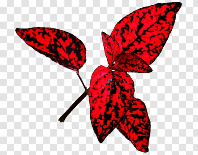 Leaf Polka Dot Plant Red Yellow - Monarch Butterfly - Tropical Transparent PNG