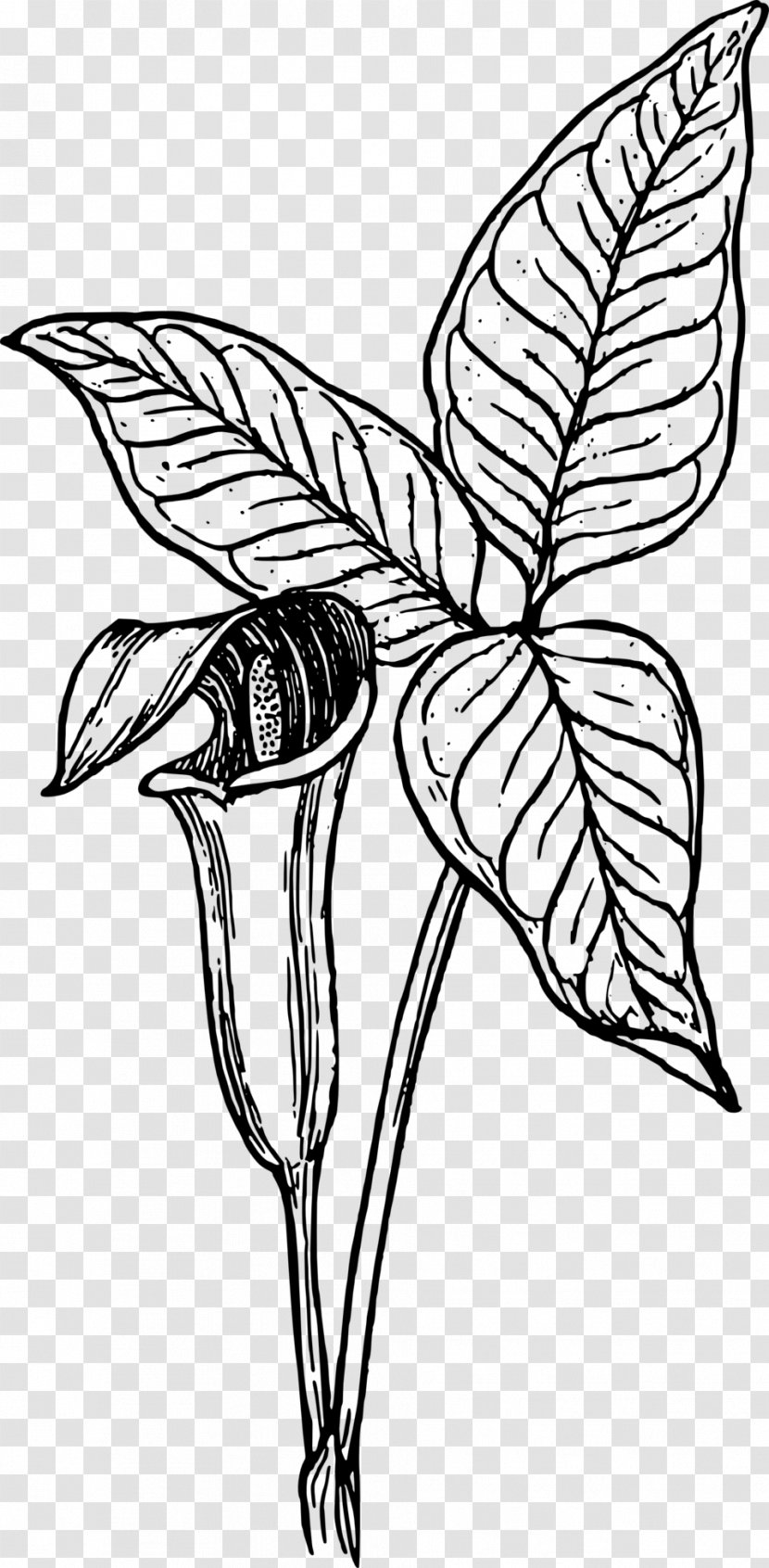 Botany Clip Art - Wing - Drawing Transparent PNG