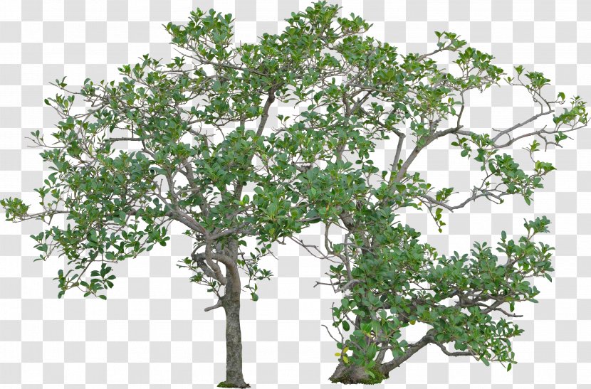 Tree Woody Plant Shrub - Branch Transparent PNG