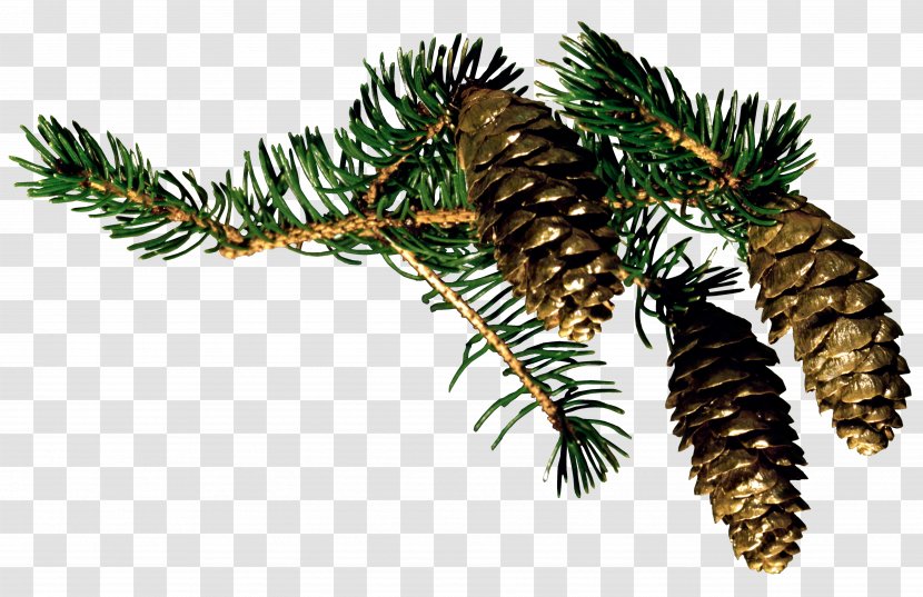Fir Christmas Pine Conifer Cone Santa Claus - Plant Transparent PNG