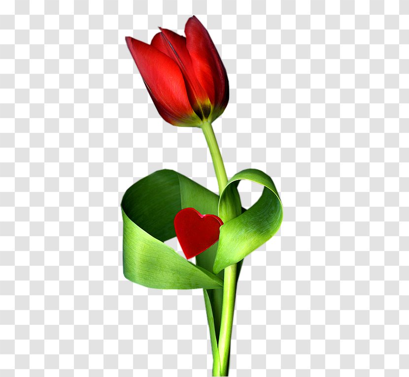 Tulip Floral Design Cut Flowers Plant Stem - Flower Transparent PNG
