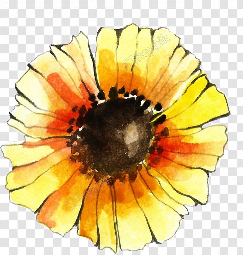 Transvaal Daisy Cut Flowers Pot Marigold Sunflower - Flower - Vector Freepik Transparent PNG