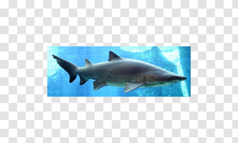 Shark Fin Soup Sand Tiger Dorsal - Marine Biology Transparent PNG