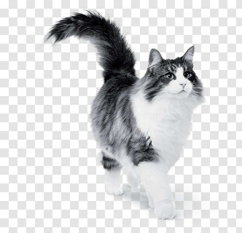 Cat Food Dog Kitten - Breed Transparent PNG