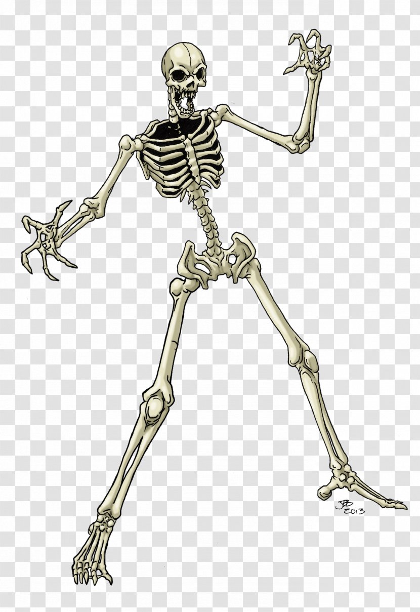 Human Skeleton Drawing Skull - Bone Transparent PNG