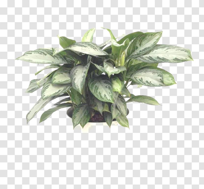 Chinese Evergreen Houseplant Aglaonema Modestum Leaf - Bay Transparent PNG