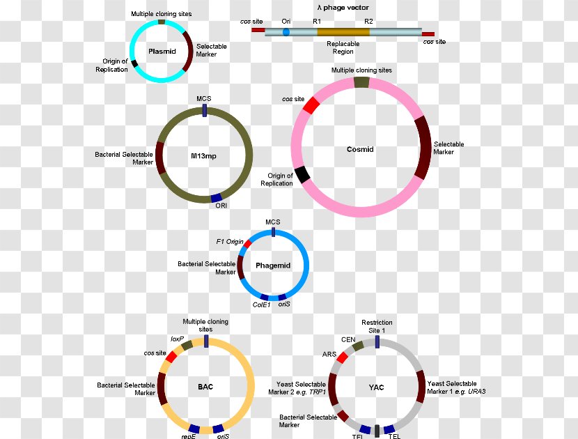 Cloning Vector Molecular Genetics - Ti Plasmid - Kind Transparent PNG