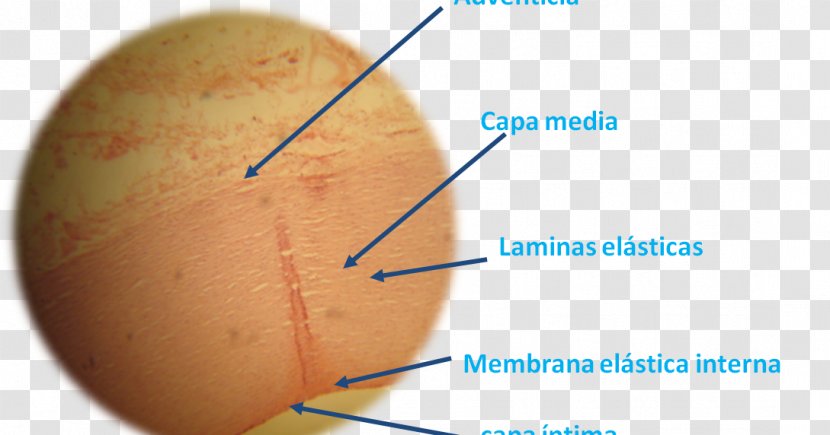 Skin Epithelium Loose Connective Tissue Histology Organism - Laboratory - Elastic Transparent PNG