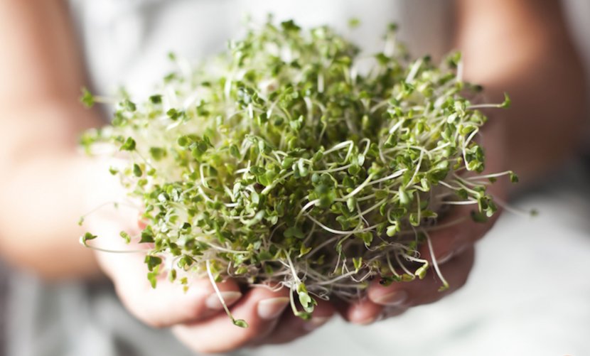 Broccoli Sprouts Brussels Sprout Cabbage Cauliflower Transparent PNG