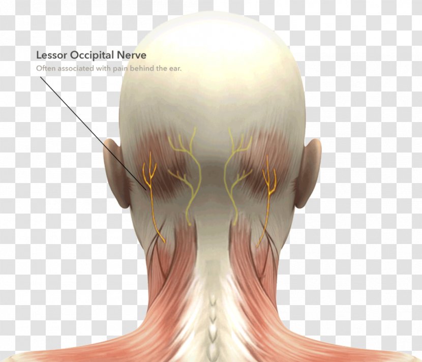Head And Neck Anatomy Human Body - Cartoon - Muscle Transparent PNG
