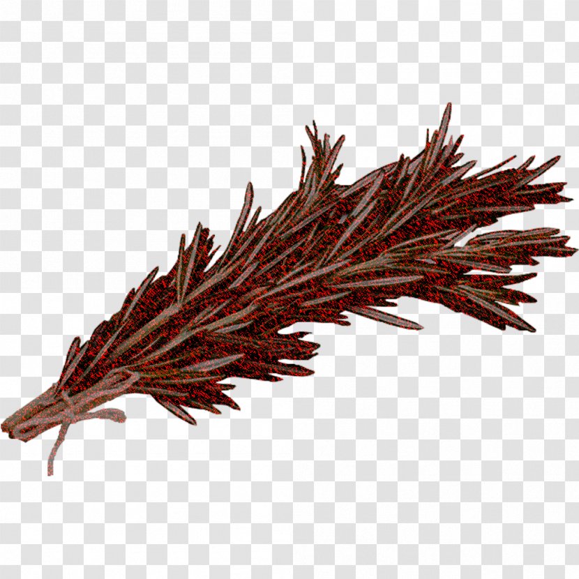 Grass Family Plant Red Pine Transparent PNG