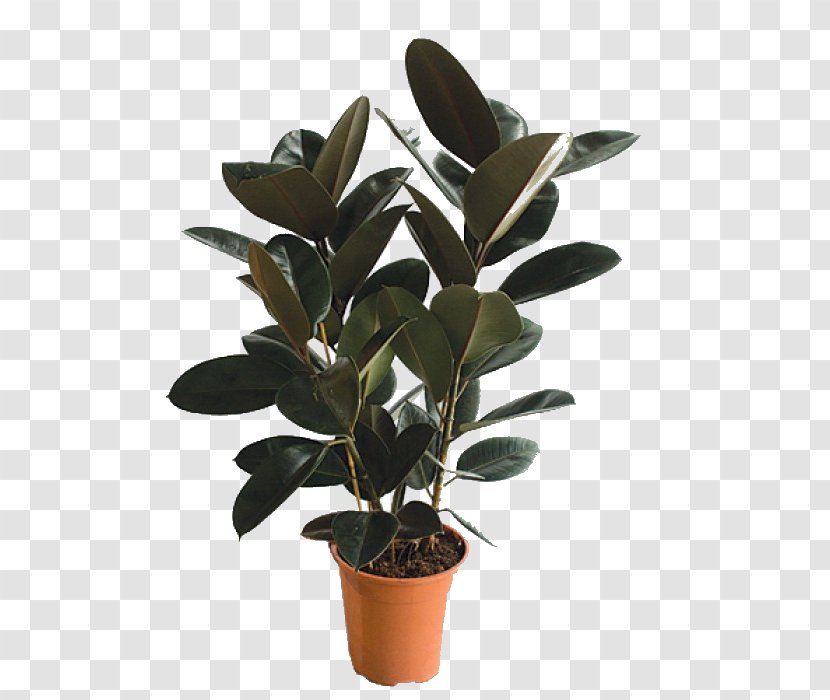 Houseplant Fig Trees Flowerpot Hewlett-Packard Ornamental Plant - Classified Advertising - Hewlett-packard Transparent PNG