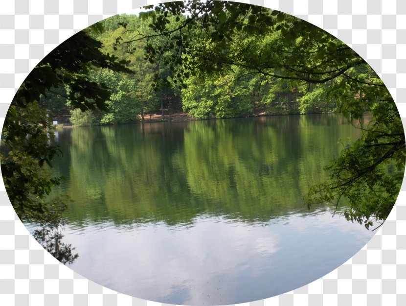Fish Pond Nature Reserve Water Resources Vegetation Biome - Tree - Park Transparent PNG
