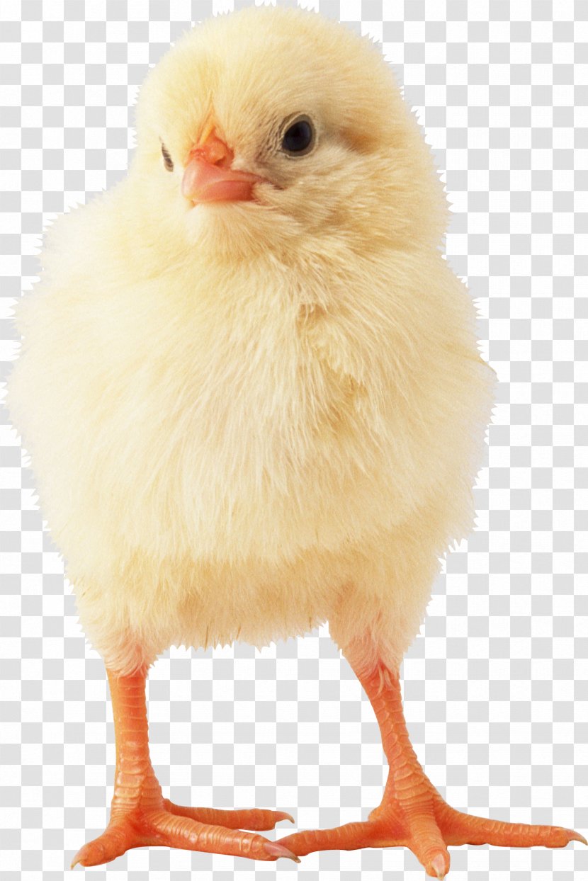 Broiler Chicken Ukraine Poultry Cobb Salad Transparent PNG