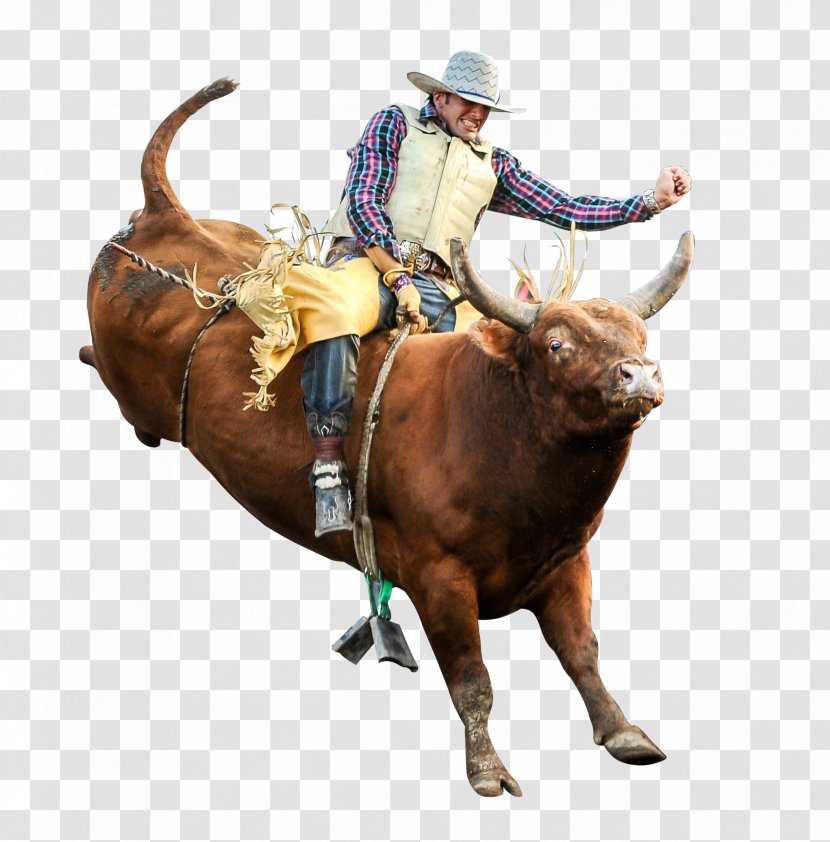 Bull Riding Professional Riders Rodeo Bucking - Horn Transparent PNG