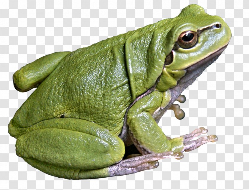 American Bullfrog Toad Tree Frog - Terrestrial Animal Transparent PNG