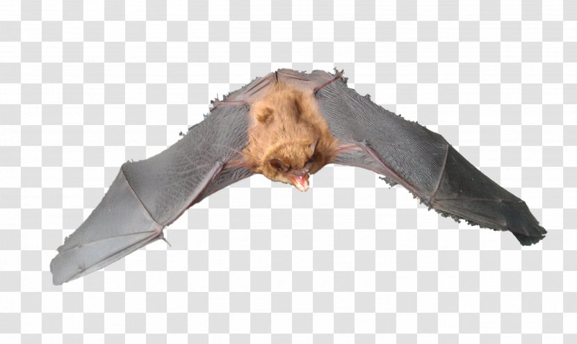Michigan Bat Control, Inc. Raccoon Mouse Rat - Bird Control - Bats Transparent PNG