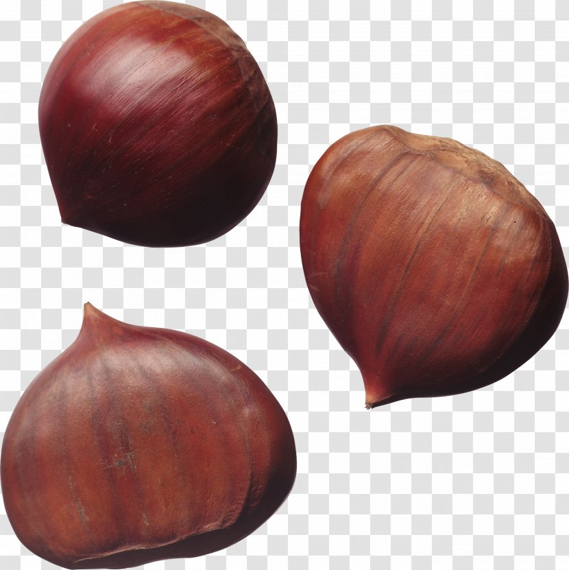 Sweet Chestnut Nuts Hazelnut - Acorn Transparent PNG