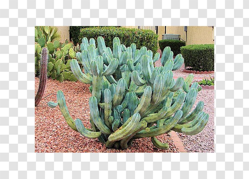 Blue Myrtle-Cactus Cereus Repandus European Blueberry Succulent Plant Transparent PNG
