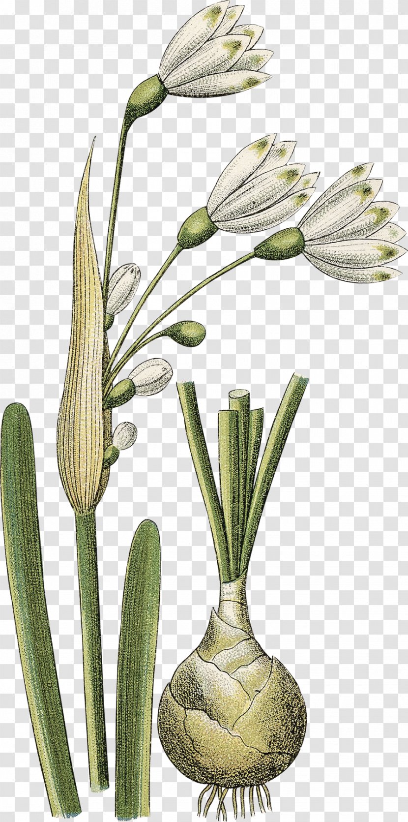 Grasses Flowerpot Plant Stem - Creative Daffodils Transparent PNG