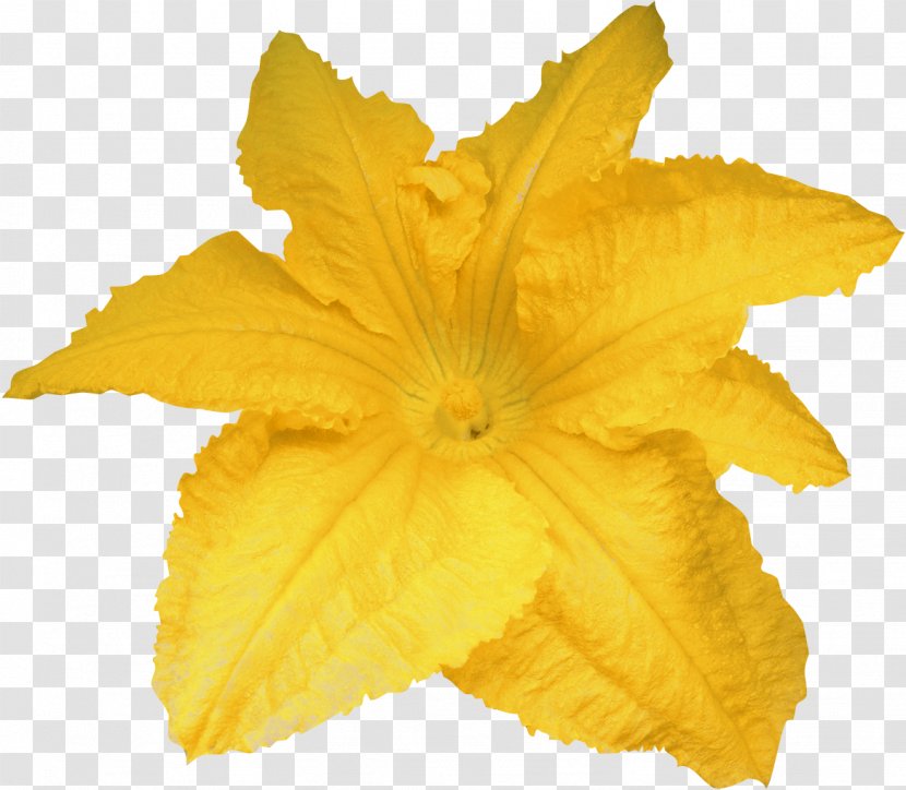 Calabaza Pumpkin Flower Yellow - Squash - YELLOW Transparent PNG