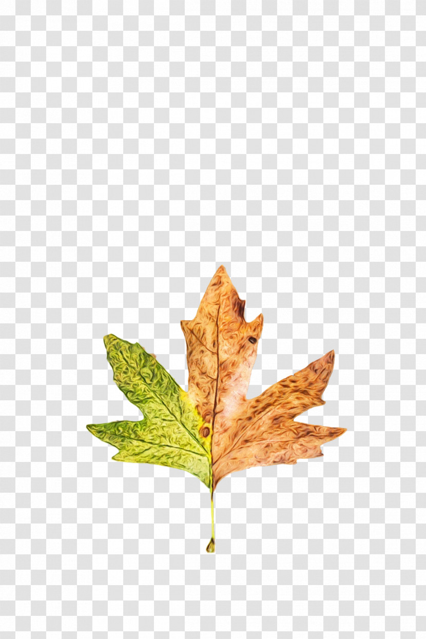 Leaf Maple Leaf / M M-tree Tree Science Transparent PNG