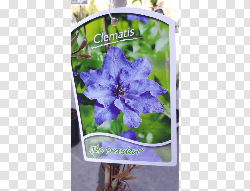 Bellflower Leather Flower - Flowering Plant - Clematis Transparent PNG