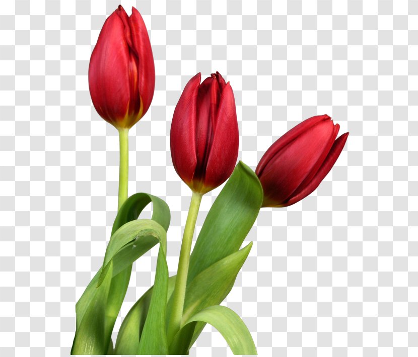 Tulip Flower Clip Art - Spring - Red Transparent Tulips Flowers Clipart Transparent PNG