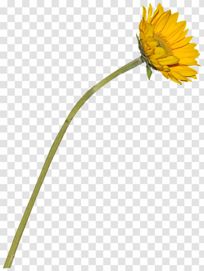Common Sunflower Transvaal Daisy - Plant - Beautiful Flowers Transparent PNG