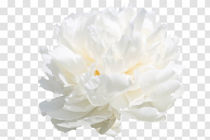 My Peony Society Cut Flowers White - Large Popmerchandising Bv Transparent PNG