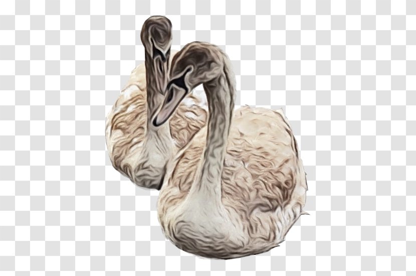 Swan Bird Water Ducks, Geese And Swans Waterfowl - Wildlife - Goose Beak Transparent PNG