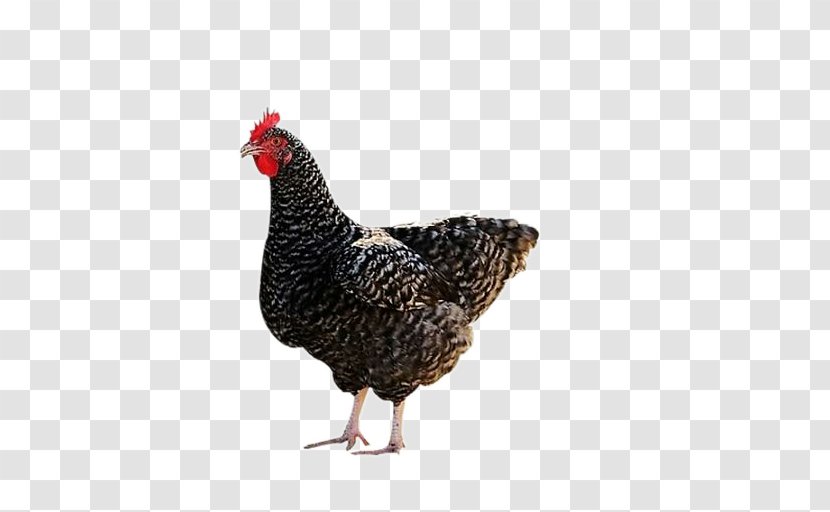 Plymouth Rock Chicken Silkie Houdan Guineafowl Aquaculture - Rooster - Farmer Aloe Transparent PNG