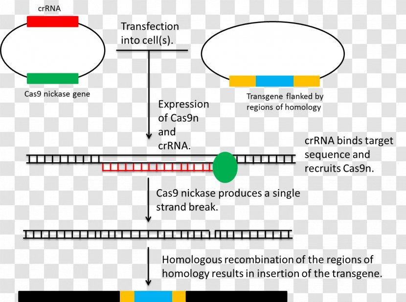 Homologous Recombination CRISPR Genome Editing Genetic Plasmid - Parallel - Homology Transparent PNG