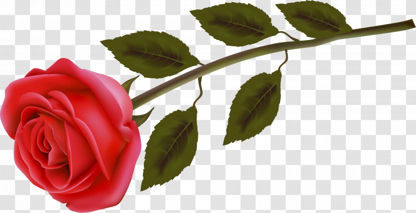 Garden Roses Flower Image Red - Blog - Rose Transparent PNG