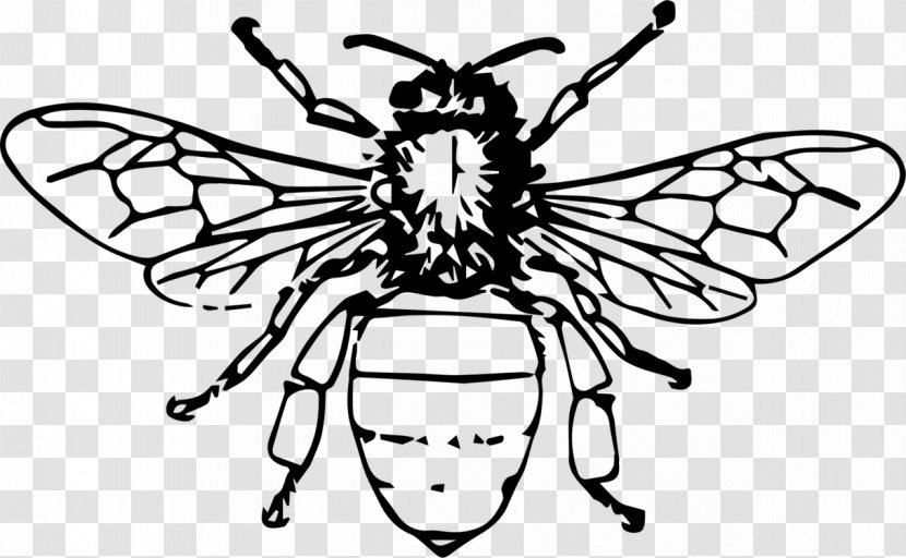 Bee Insect Drawing Vector Graphics Illustration - Monochrome - Silhouette European Transparent PNG