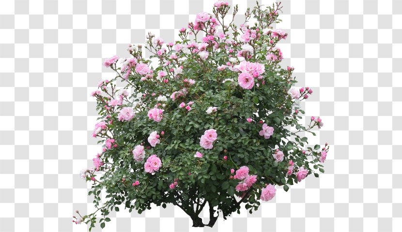 Shrub Flower Garden Rose Psd Transparent PNG