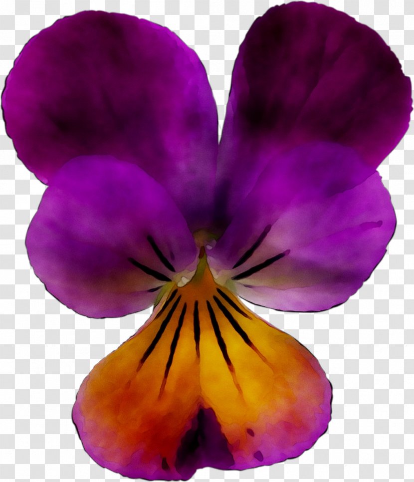 Pansy - Purple - Violet Transparent PNG