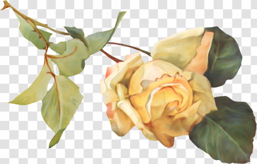 Garden Roses Petal Flower Clip Art - Rose Order Transparent PNG